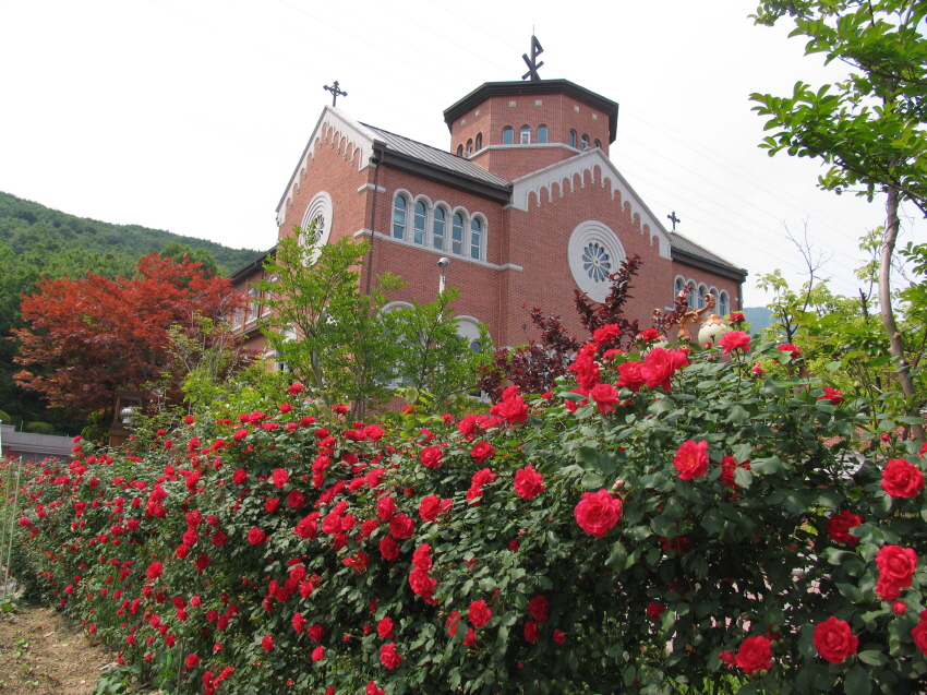 수리동성당   봄(장미꽃과 성당).jpg