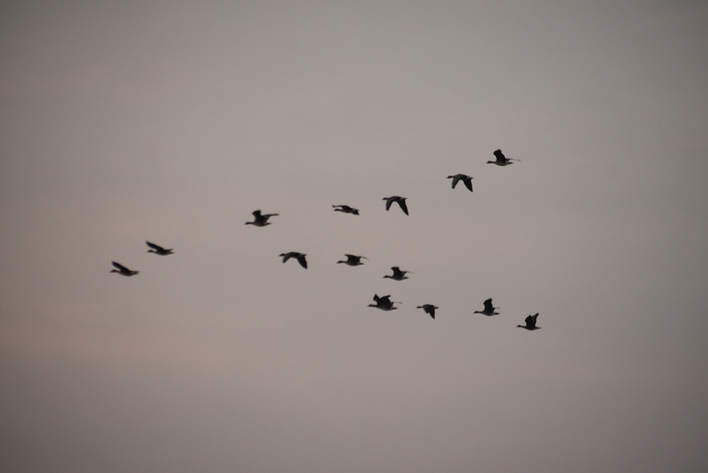 1000-DSC_8590.JPG