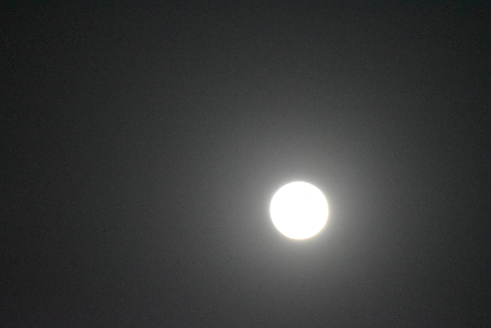 1000-DSC_0450.JPG